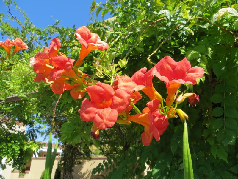floweringvines.jpg