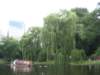 anotherswanboat_small.jpg