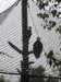 baldeagles_small.jpg