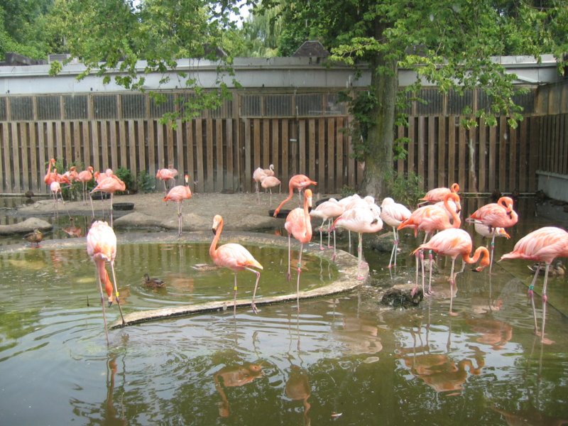 flamingos.jpg