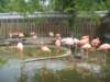 flamingos_small.jpg