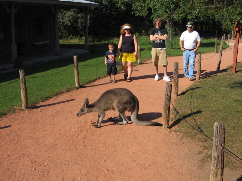 kangaroo.jpg