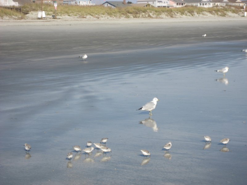 sandpipersandseagulls.jpg