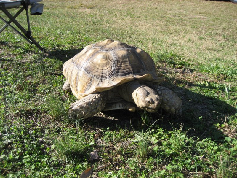 biggerturtle.jpg