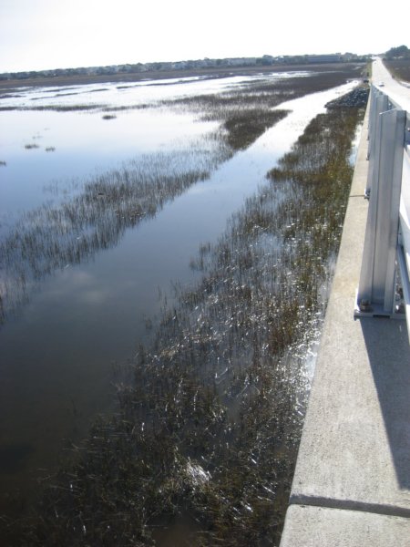 marshgrass.jpg