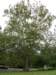 grahamsfavoritetree_small.jpg