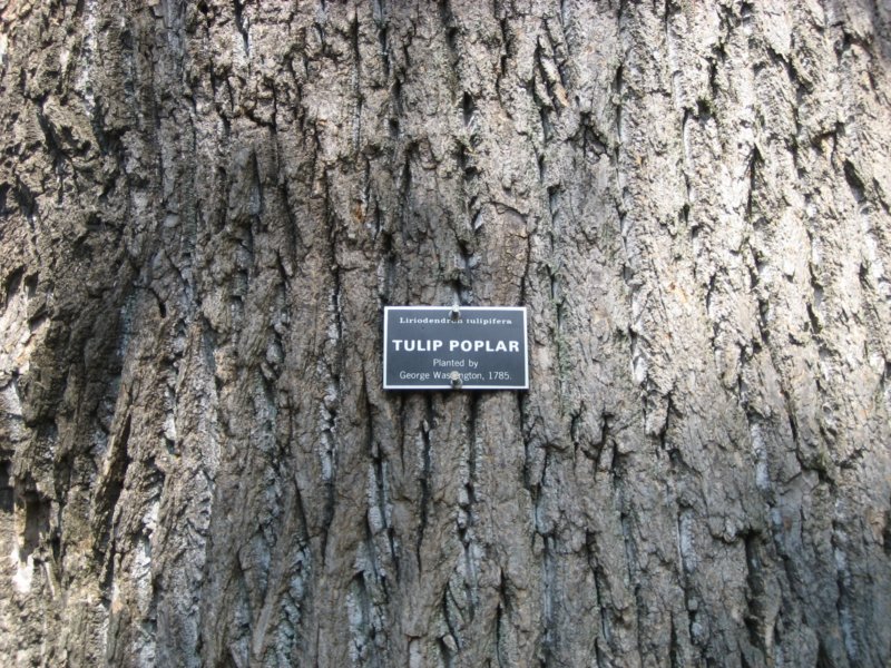 oldtree.jpg