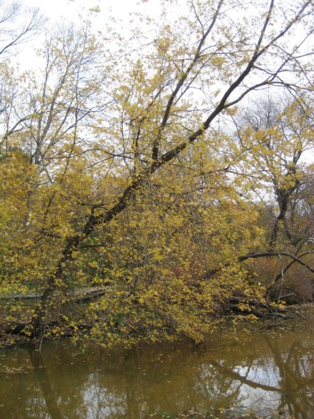 fallcolors.jpg