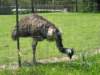 emu_small.jpg