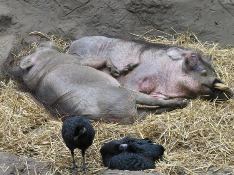 warthogs.jpg