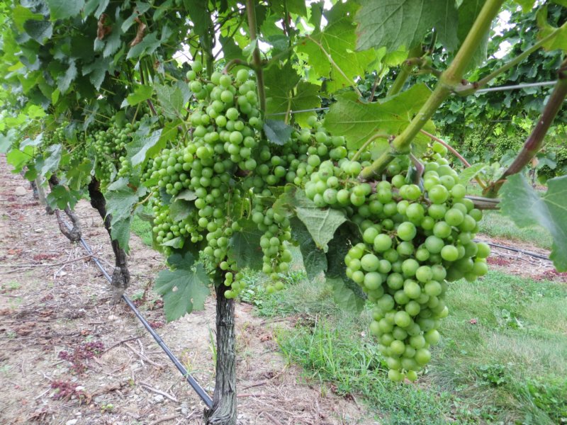 somedaydeliciouswine.jpg