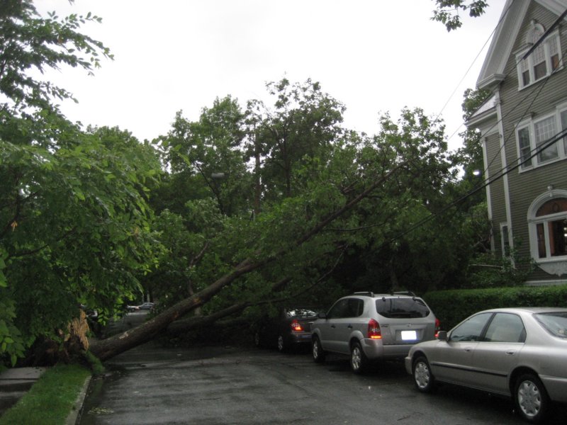 treefell.jpg