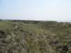 beachdunes_small.jpg