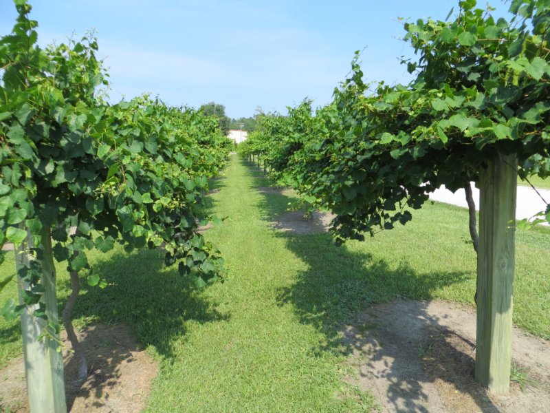 silvercoastvines.jpg