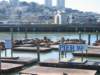 thepier39seals_small.jpg