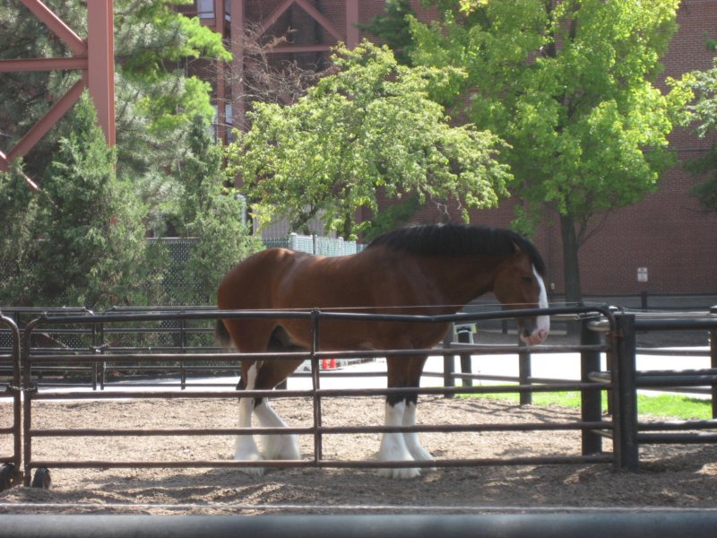 clydesdale.jpg