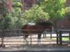 clydesdale_small.jpg