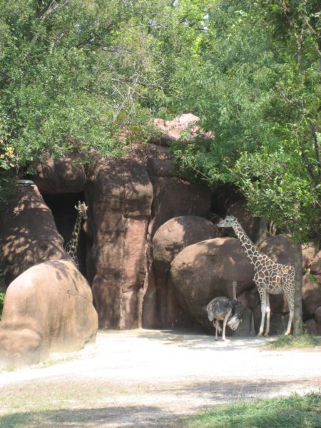 giraffesandemu.jpg