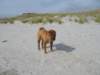 sandsniffing_small.jpg