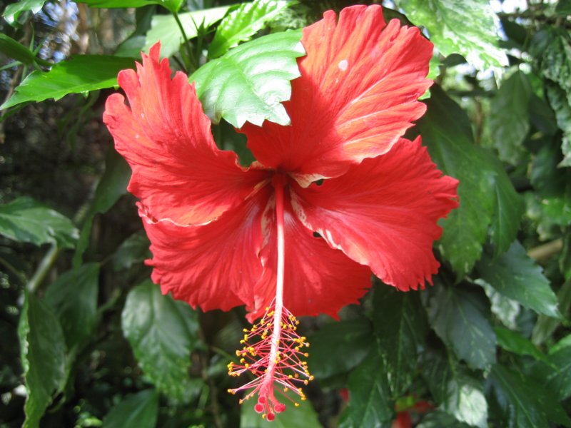 flower2.jpg